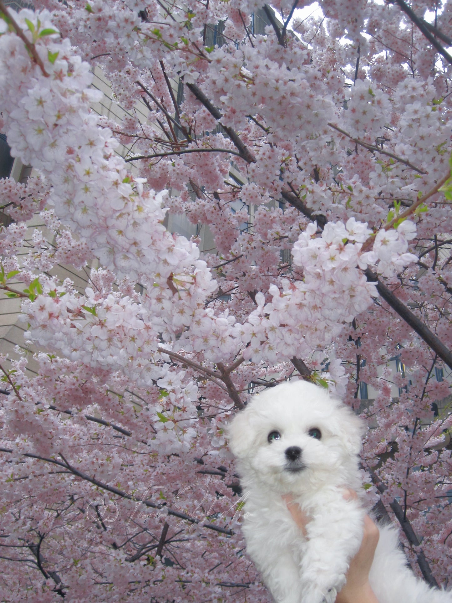 Taro’s Choice – Designer’s Pick Bouquet